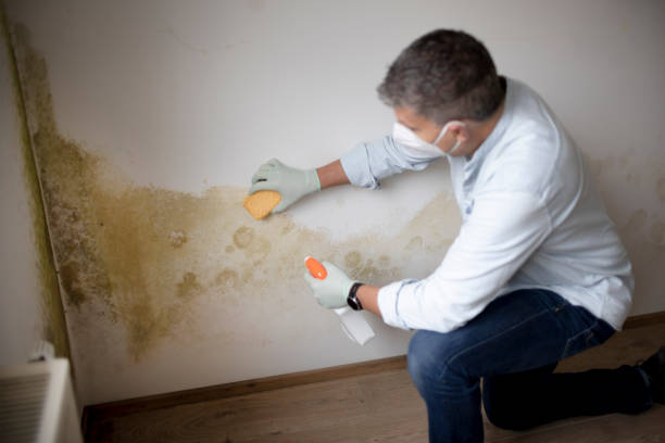 Best Mold-Related Health Consultation  in Waterbury, CT