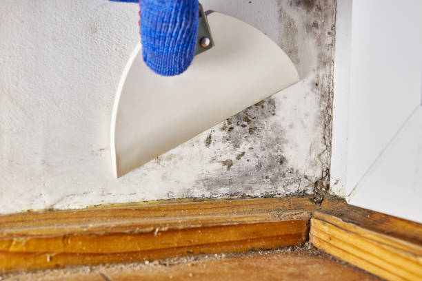 Best Asbestos and Lead Testing During Mold Inspection  in Waterbury, CT