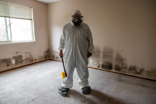 Best Attic Mold Removal  in Waterbury, CT